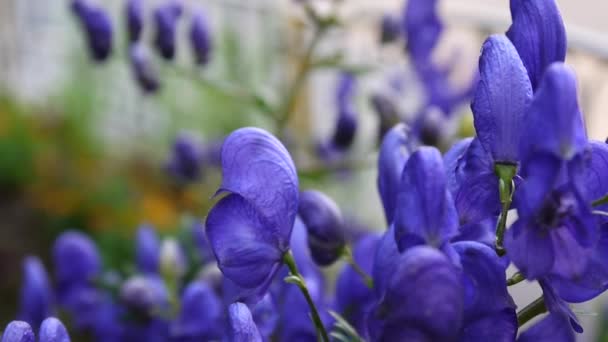 Aconitum. Flor azul beatuful en el jardín — Vídeo de stock