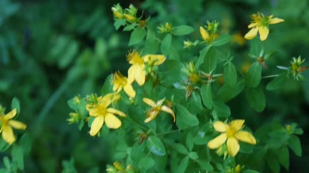St Johns wort, medicinalväxt med blomma i fältet. — Stockvideo
