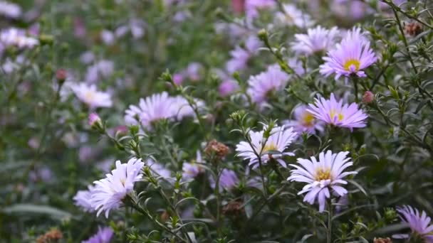 Aster overblijvende. Paarse bloem op de flowerbed. — Stockvideo