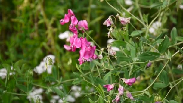 Mollige Tubereuze knobbeltje Lathyrus tuberosus glinstert in het veld — Stockvideo