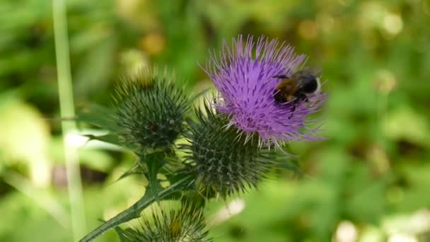 Cirsium vulgare Makro im Sommer und Biene — Stockvideo