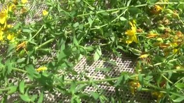 St Johns wort çim alanı çuval bezi üzerinde toplanan. Şifalı bitkiler yaz aylarında hasat. Panorama hareket kamera steadicam ile.