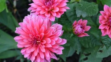 Bahçedeki flowerbed üzerinde pembe dahlia.