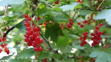 Kırmızı Ribes rubrum çilek tesisi yakın çekim Hd ayak - somun yaprak döken bir çalı meyve doğal sığ video statik kamera üzerinde
