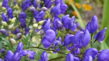 Aconitum. Mavi beatuful Çiçek bahçesinde
