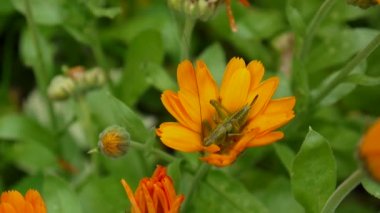 Çekirge calendula çiçek. Tettigonia viridissima