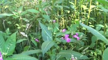 Impatiens Tagetes çiçek. Steadicam ile Panorama