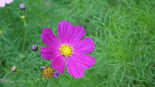 Mooie kosmos bloemen op de flowerbed. Close-up — Stockvideo