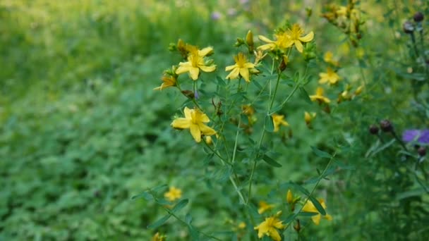 St. Johns wort, medicinal plant with flower in the field. — Stock Video