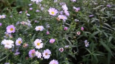 Aster çok yıllık. Flowerbed mor çiçek.
