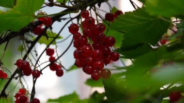 Kırmızı Ribes rubrum çilek tesisi yakın çekim Hd ayak - somun yaprak döken bir çalı meyve doğal sığ video statik kamera üzerinde