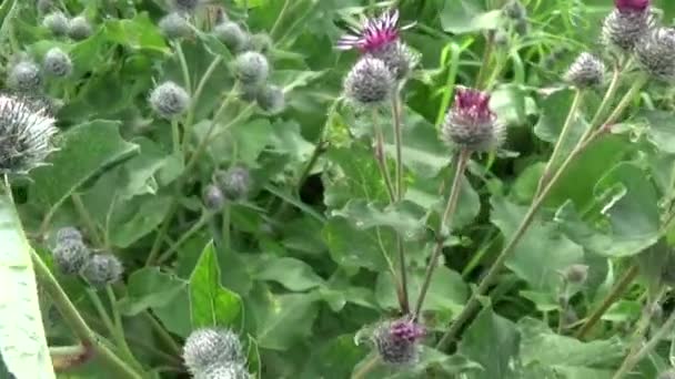 Bardane en fleurs dans le champ d'été. Arctium. Vidéo HD . — Video