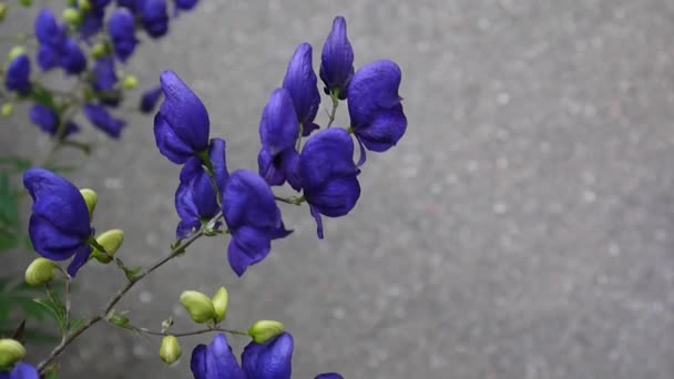 Aconitum. Modré beatuful květiny v zahradě — Stock video