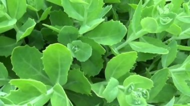 Bahçedeki bitki hendek stonecrop İspanyolca yeşil yukarı kapatın yaz aylarında yapraklar. Hareket kamera. Yatay panorama.