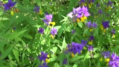 Kır çiçekleri ahşap inek. Yaz çayır Melampyrum nemorosum