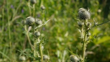 Thistle çiçek rüzgar tarafından taşındı. Tam Hd video statik kamera. Cirsium
