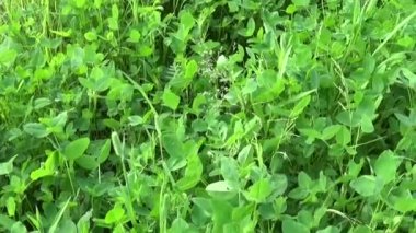 Yeşil yonca hareketli rüzgarda dalgalanan yapraklar. Trefoil, yonca. Video görüntüleri hareket kamera çekim. Steadicam ile dikey Panoraması.
