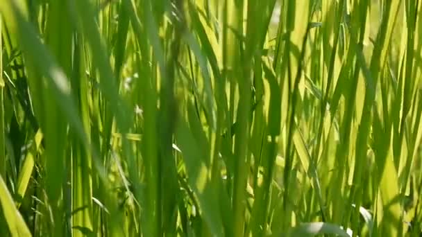 Verde hierba macro hermoso fondo verano. Imágenes de vídeo de alta definición 1920x1080 cámara estática . — Vídeo de stock