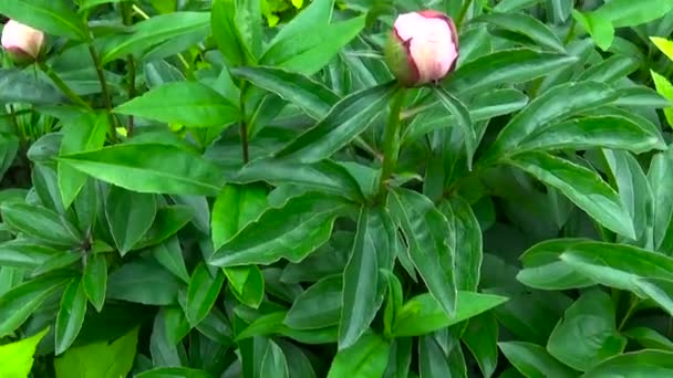Knoppar och blad pion blomma närbild på blomsterrabatten. HD video antal fot skytte motion kamera med steadicam. — Stockvideo