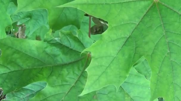 Branche de feuilles d'érable au vent. Acer platanoides. Vidéo HD tournage caméra de mouvement gros plan avec steadicam . — Video