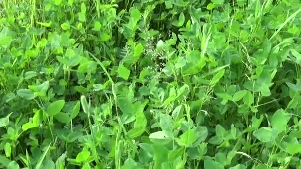 Gröna klöver flyttar leafs viftande på vinden. Klöver, shamrock. Videofilmer skytte av motion kamera. Vertikal panorama med steadicam. — Stockvideo