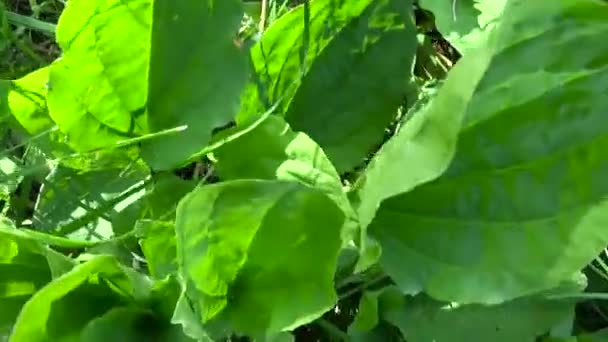 Plantago mayor planta silvestre verde, plátano, planta medicinal. Grabación de vídeo de alta definición con steadicam. Panorama en cámara lenta de hojas vibrantes de cerca . — Vídeo de stock