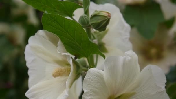 Hollyhocks florecientes Alcea en verano. Cámara estática de vídeo HD . — Vídeo de stock