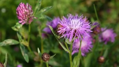 Çayır knapweed. Centaurea jacea çiçek yaz alanında