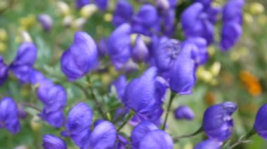 Aconitum. Mavi beatuful Çiçek bahçesinde