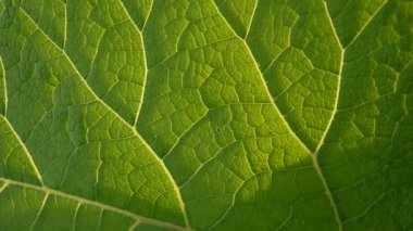 Dulavratotu yaprağı makro. Arctium. HD video.
