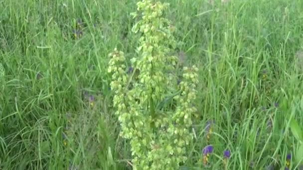 Rumex. Floración de acedera silvestre en el campo. Disparo de cámara de movimiento con steadicam — Vídeos de Stock