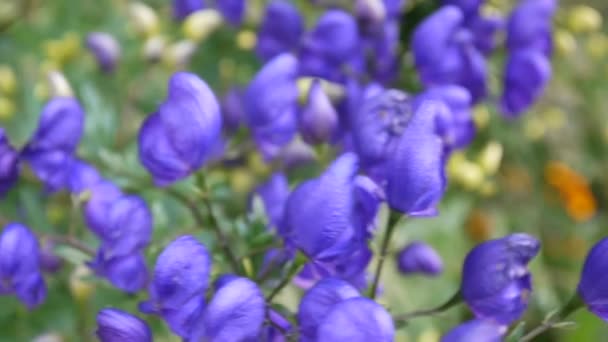 Aconitum. Blå beatuful blomma i trädgården — Stockvideo