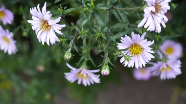 Aster çok yıllık. Flowerbed mor çiçek. — Stok video