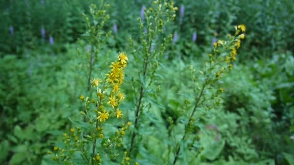 Solidago virgaurea, fleur jaune dans le champ — Video