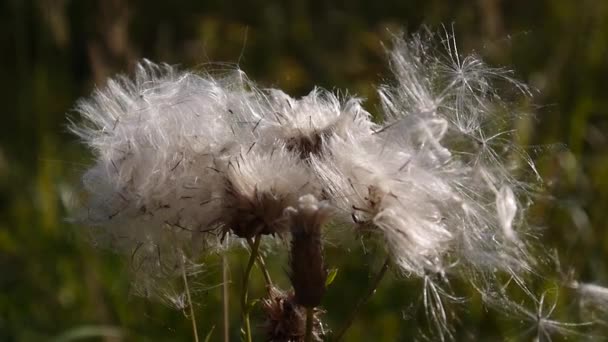 Wind tranen uit droge zaden van Cirsium arvense. Video — Stockvideo