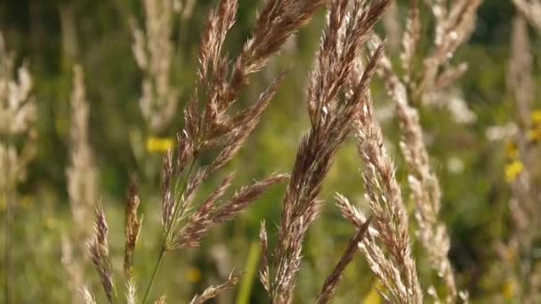 Blühende calamagrostis epigeios auf dem blauen Himmel Hintergrund — Stockvideo