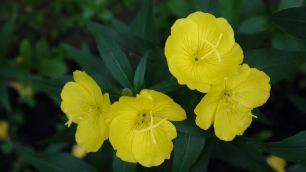 Flores de enothera amarillas en el jardín — Vídeos de Stock