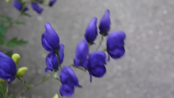 Aconitum. Modré beatuful květiny v zahradě — Stock video