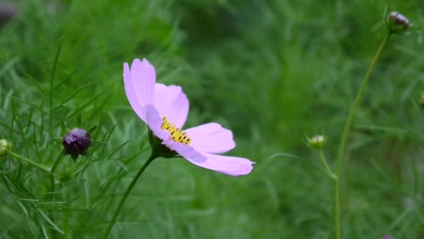 Lindas flores cosmos no canteiro de flores. Fechar — Vídeo de Stock