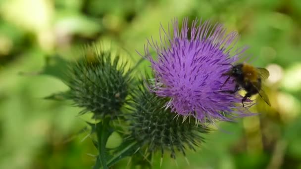 Cirsium vulgare macro in the summer and bee — Stock Video
