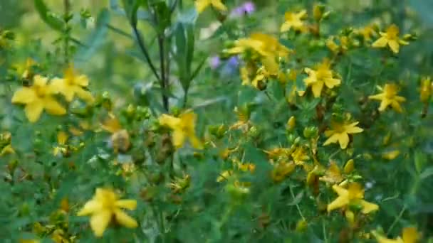 St Johns brzeczki, roślina lecznicza z kwiatem w polu. — Wideo stockowe