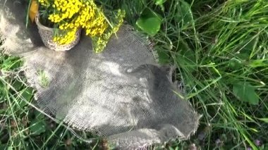 Tıbbi bitki bitki solucan otu pire otu vulgare sepet