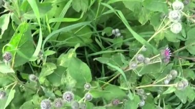Çiçek açan dulavratotu yaz alanında. Arctium. HD video.