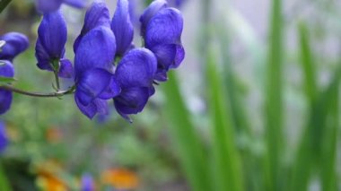 Aconitum. Mavi beatuful Çiçek bahçesinde