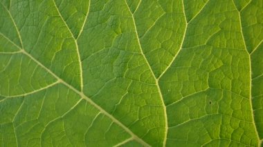 Dulavratotu yaprağı makro. Arctium. HD video.