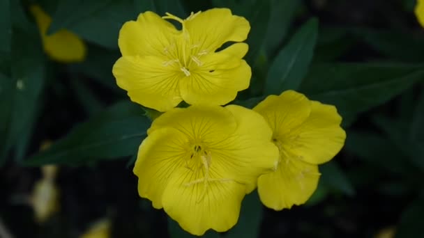 Żółte kwiaty oenothera w ogrodzie — Wideo stockowe