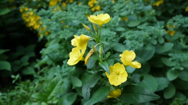Gelbe Önothera-Blüten im Garten — Stockvideo