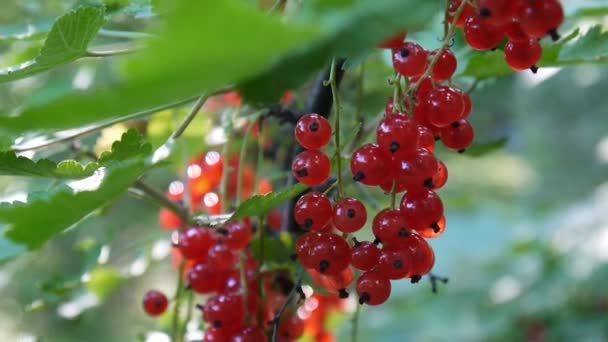 Röd Ribes rubrum bär på anläggningen närbild Hd filmen - röda vinbär lövfällande buske frukt naturliga grunt video statiska kameran — Stockvideo