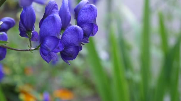 Aconitum. Όμορφη μπλε λουλούδι στον κήπο — Αρχείο Βίντεο