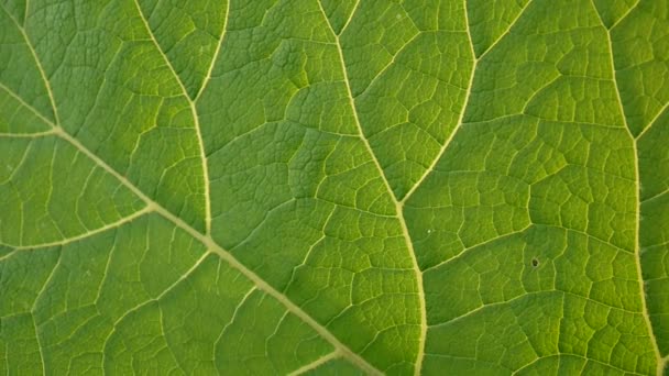 Burdock leaf macro. Arctium. HD video. — Stock Video